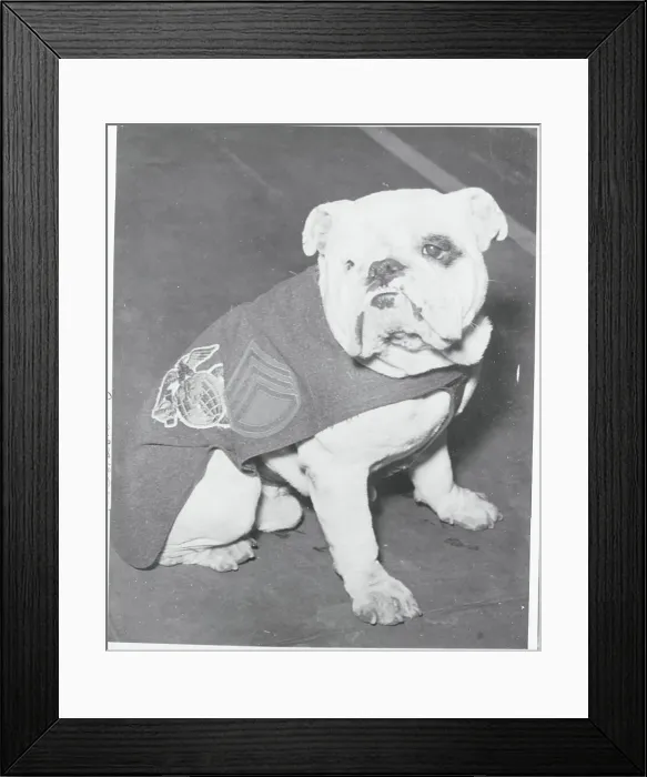 Framed Print : Mascot Dog for United States Marines Framed Print : Mascot Dog for United States Marines