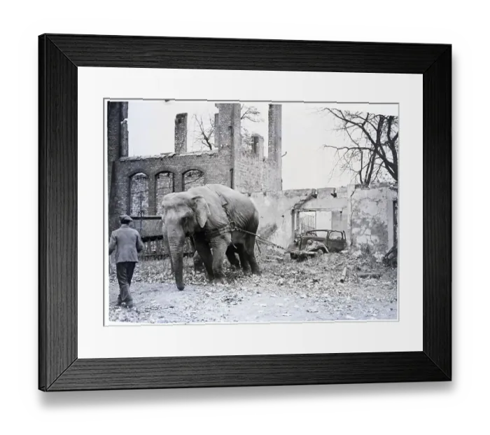 Framed Print : Elephants Haul Rubbel In Hamburg Germany Framed Print : Elephants Haul Rubbel In Hamburg Germany