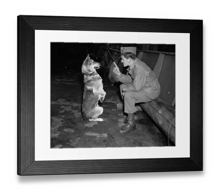 Framed Print : Owner Playing With Dog On Hind Feet Framed Print : Owner Playing With Dog On Hind Feet