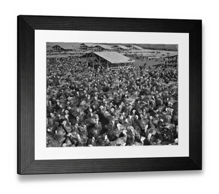 Framed Print : Yard of Turkeys Raised for Thanksgiving Framed Print : Yard of Turkeys Raised for Thanksgiving