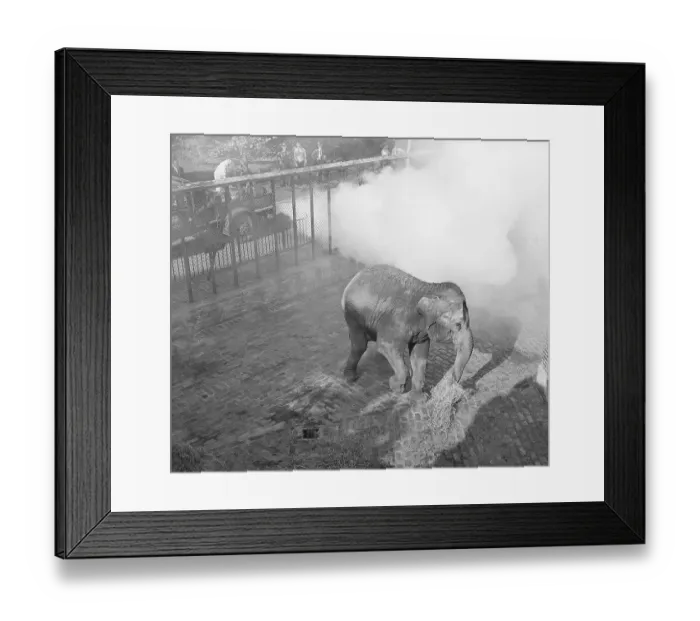 Framed Print : Zoo Sprays Elephant With DDT Framed Print : Zoo Sprays Elephant With DDT