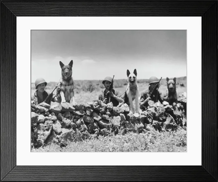 Framed Print : The Dogs Of War Framed Print : The Dogs Of War