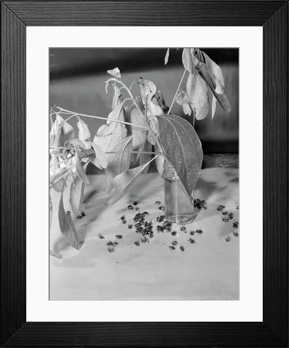 Framed Print : View of a Japanese Beetle Framed Print : View of a Japanese Beetle