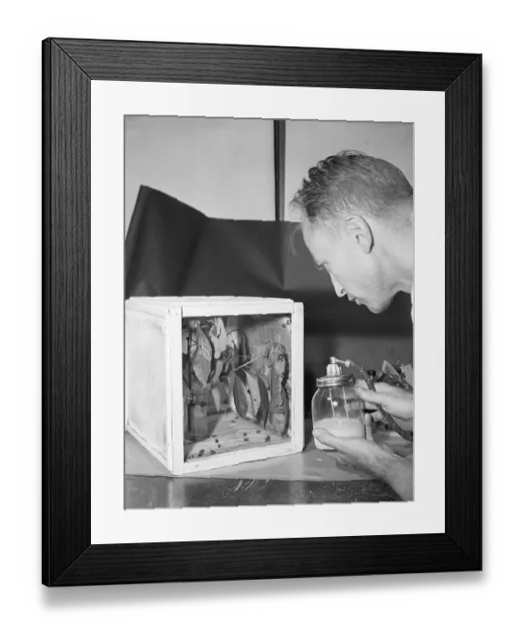 Framed Print : Spraying Japanese Beetles With Ddt Framed Print : Spraying Japanese Beetles With Ddt
