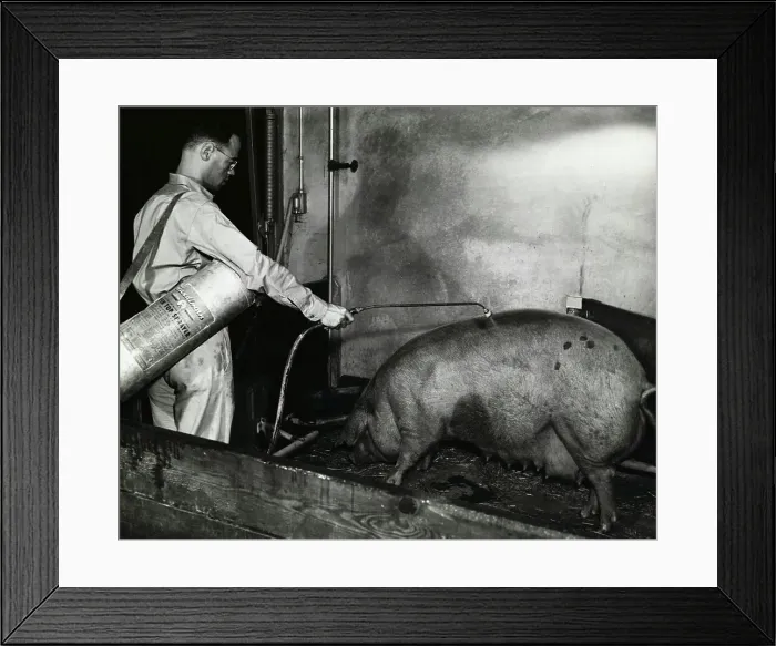 Framed Print : Entomologist Spraying Water on Pigs Framed Print : Entomologist Spraying Water on Pigs