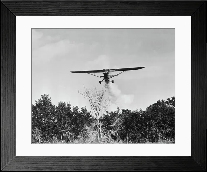 Framed Print : Airplane Dusting Insecticide Over Trees Framed Print : Airplane Dusting Insecticide Over Trees
