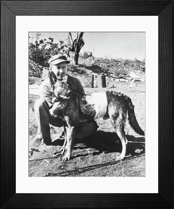 Framed Print : American Marine Pampering Heroic War Dog