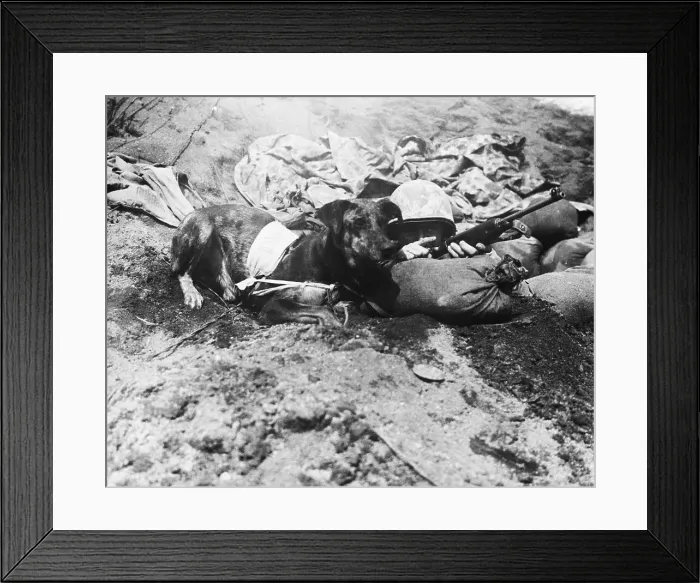 Framed Print : Dog Carrying Military Message Framed Print : Dog Carrying Military Message