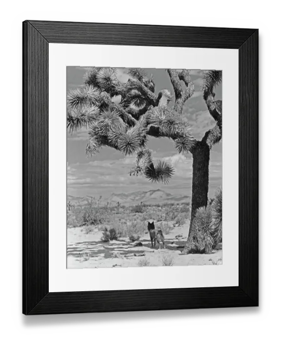 Framed Print : Joshua Tree, Mojave Desert