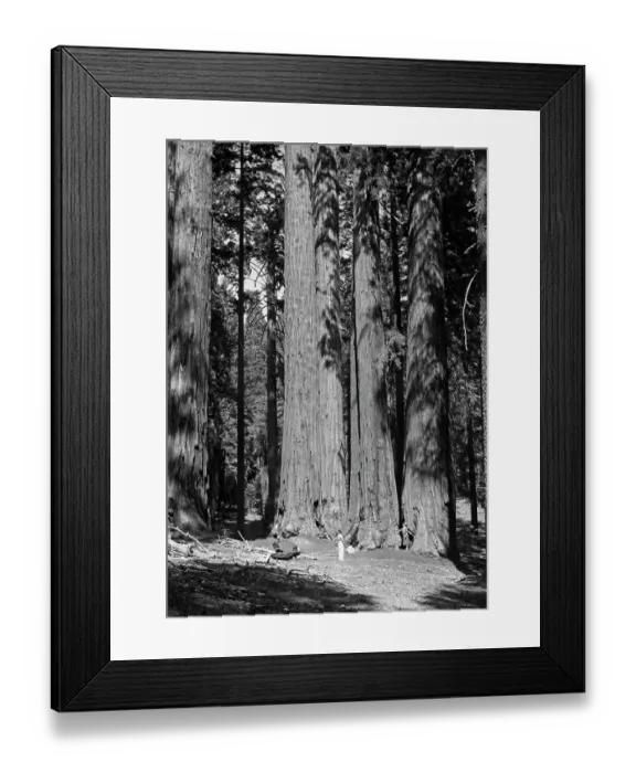 Framed Print : Parker Group, Sequoia National Park Framed Print : Parker Group, Sequoia National Park