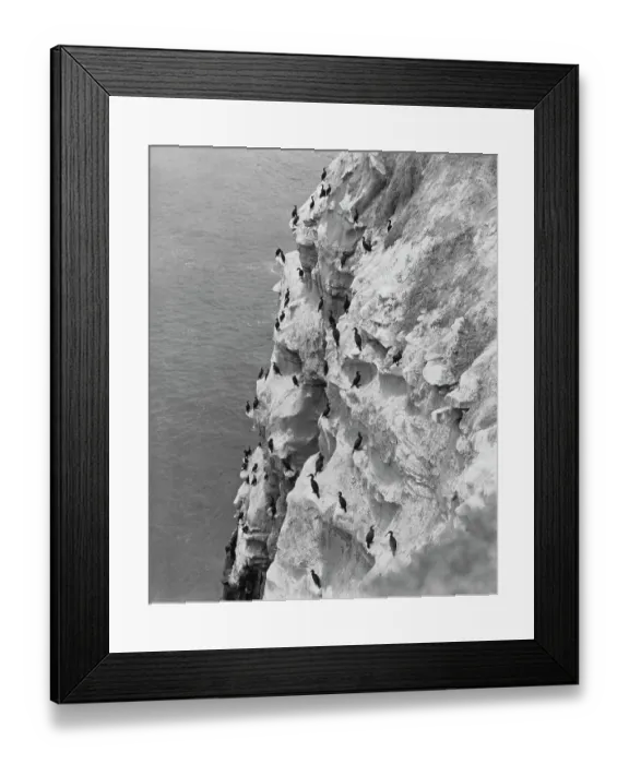 Framed Print : Pacific Palisades Cormorants Framed Print : Pacific Palisades Cormorants
