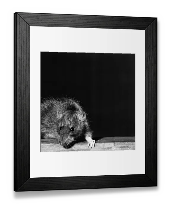 Framed Print : Rat. (Original Caption). Close-up of a rat Framed Print : Rat. (Original Caption). Close-up of a rat