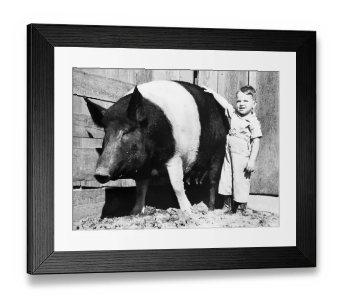 Framed Print : Huge Striped Sow Next to Small Boy Framed Print : Huge Striped Sow Next to Small Boy