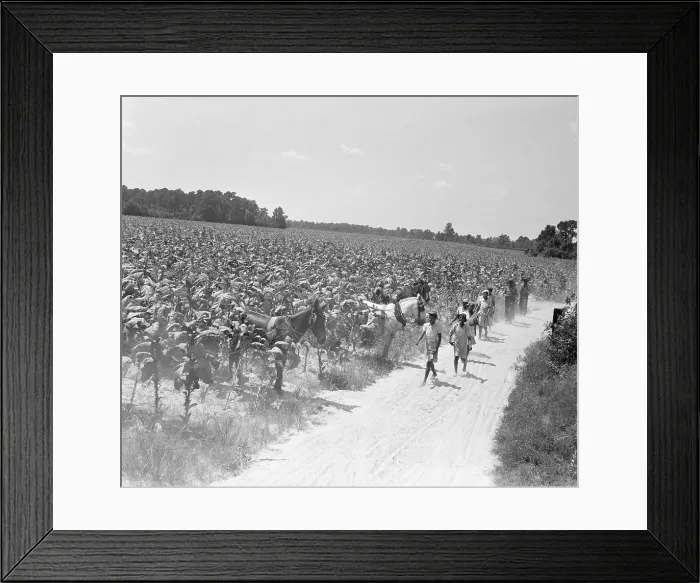 Framed Print : Workers In Tobacco Fields Framed Print : Workers In Tobacco Fields