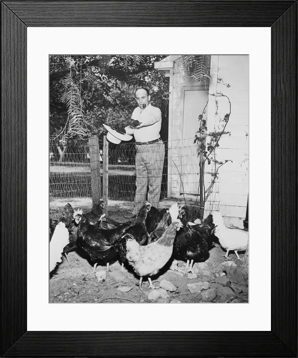 Framed Print : Bob Wills Feeding His Chickens Framed Print : Bob Wills Feeding His Chickens