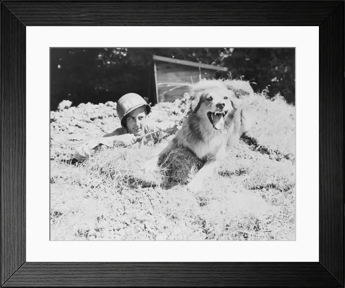 Framed Print : Military Dog Guarding Restricted Area