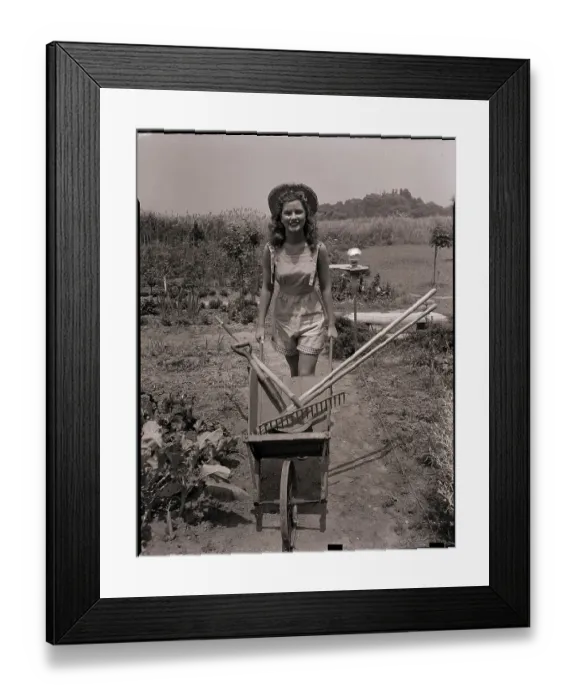 Framed Print : Woman Pushing Wheelbarrow in Garden Framed Print : Woman Pushing Wheelbarrow in Garden