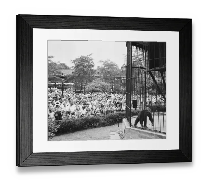 Framed Print : Crowd Watching Caged Gorilla Framed Print : Crowd Watching Caged Gorilla