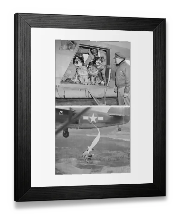 Framed Print : Duo Scenes of Military Aircraft Transporting Parachute Dogs Framed Print : Duo Scenes of Military Aircraft Transporting Parachute Dogs