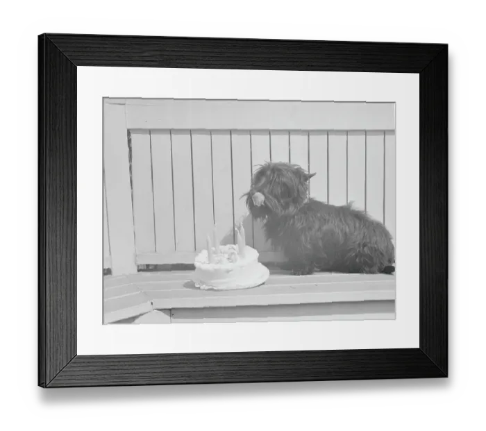 Framed Print : Scottie Dog with Cake Framed Print : Scottie Dog with Cake