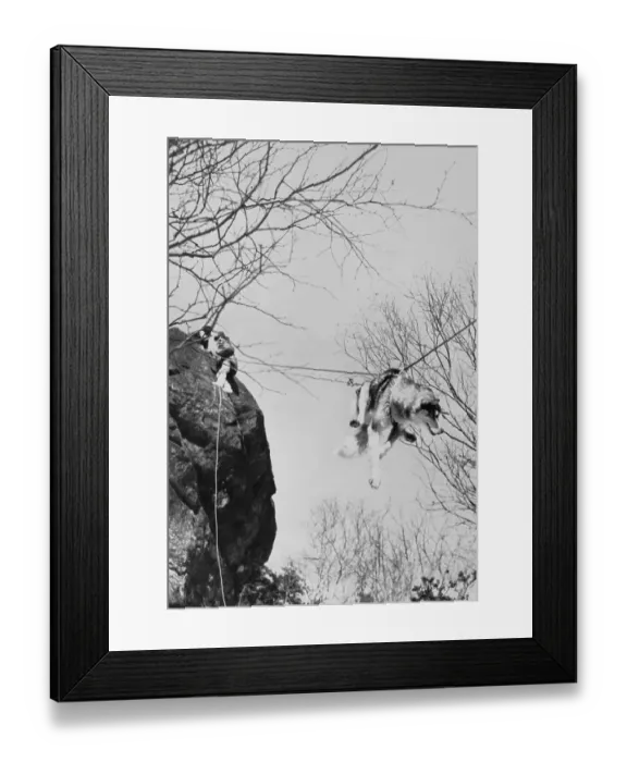Framed Print : Search-&-Rescue Husky Framed Print : Search-&-Rescue Husky