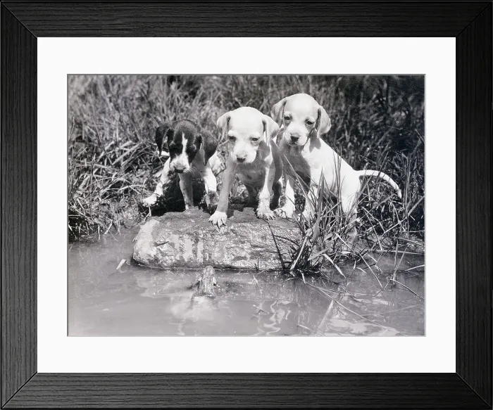 Framed Print : Puppies Curiously Studying a Frog Framed Print : Puppies Curiously Studying a Frog