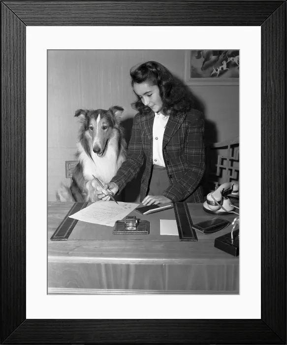 Framed Print : Elizabeth Taylor and Lassie Framed Print : Elizabeth Taylor and Lassie