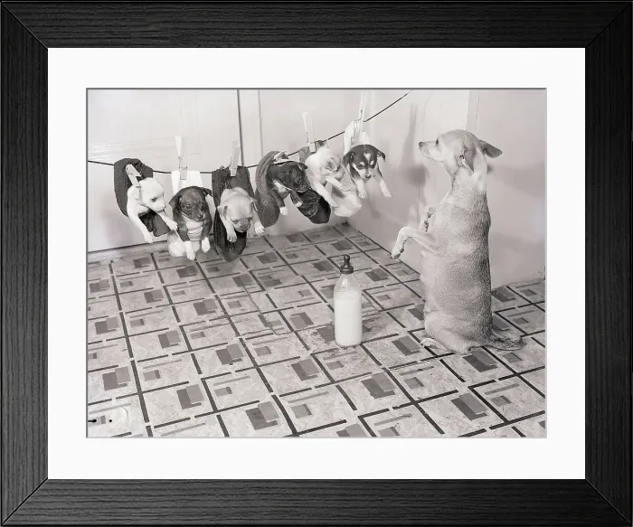 Framed Print : Chihuahua Feeding Her Pups Framed Print : Chihuahua Feeding Her Pups