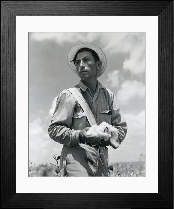 Framed Print : Cotton Picker