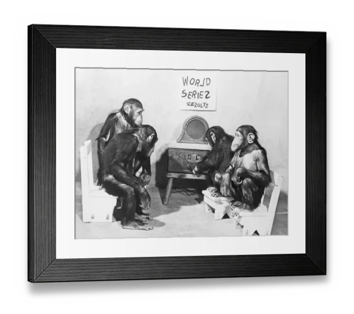 Framed Print : Four Chimpanzees Listening to the World Series Framed Print : Four Chimpanzees Listening to the World Series