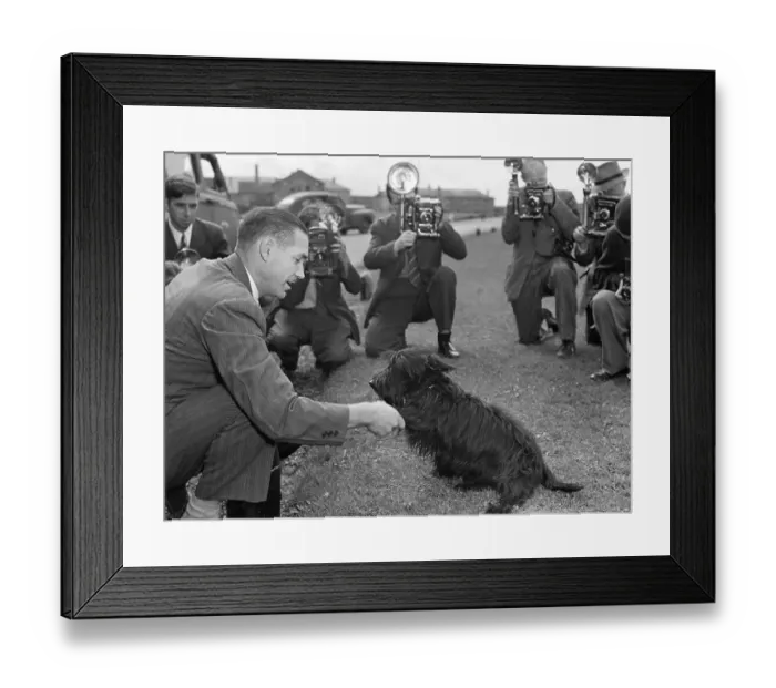Framed Print : Franklin D. Roosevelt's Scottie, Fala, at a Press Conference Framed Print : Franklin D. Roosevelt's Scottie, Fala, at a Press Conference