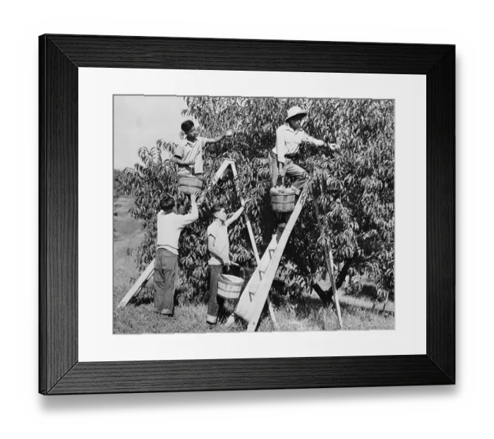 Framed Print : Relocated Japanese Picking Fruit at Peach Orchard Framed Print : Relocated Japanese Picking Fruit at Peach Orchard