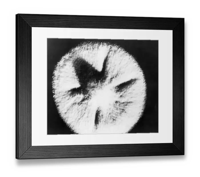 Framed Print : Penicillin Mold Framed Print : Penicillin Mold