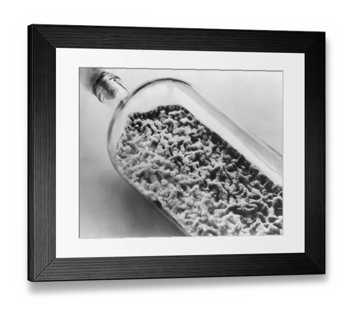 Framed Print : Bottle Full Of Penicillin Culture Framed Print : Bottle Full Of Penicillin Culture