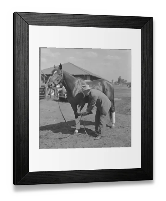 Framed Print : Ben Jones Checking Whirlaway's Hoof Framed Print : Ben Jones Checking Whirlaway's Hoof