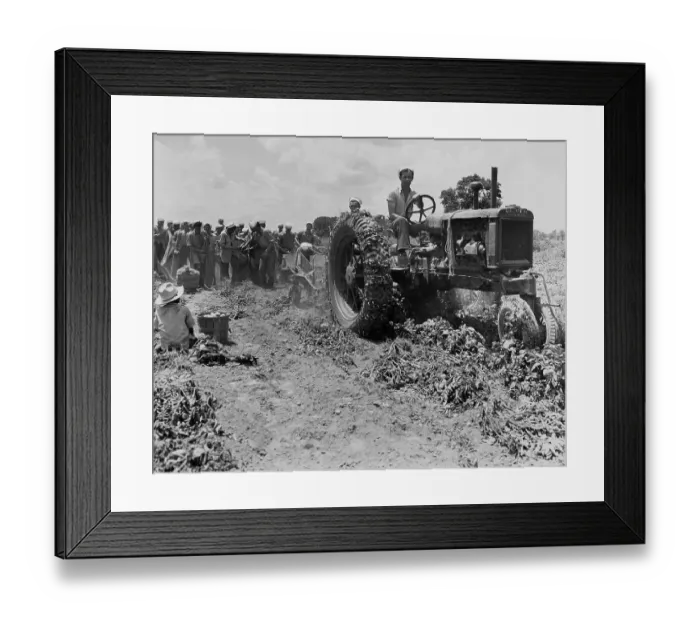 Framed Print : Saving the Potato Crops Framed Print : Saving the Potato Crops
