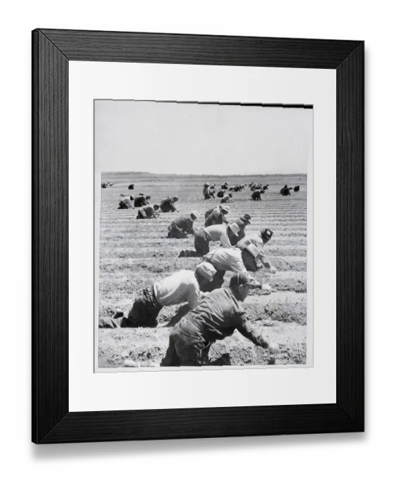 Framed Print : Workers On Japanese Relocation Center Framed Print : Workers On Japanese Relocation Center