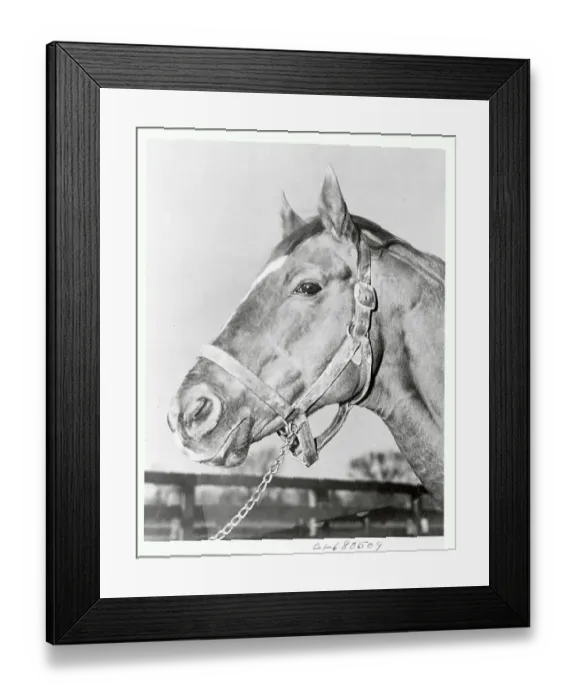 Framed Print : Man O War After Retirement Framed Print : Man O War After Retirement