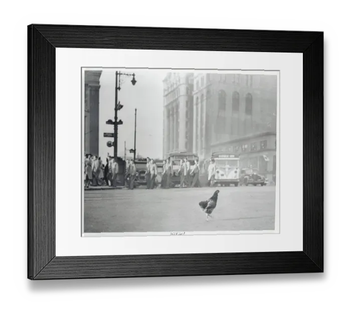 Framed Print : Hen Crossing City Street Framed Print : Hen Crossing City Street