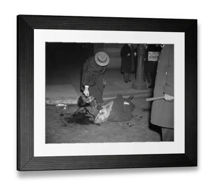Framed Print : Detective Examining Carlo Tresca's Body Framed Print : Detective Examining Carlo Tresca's Body