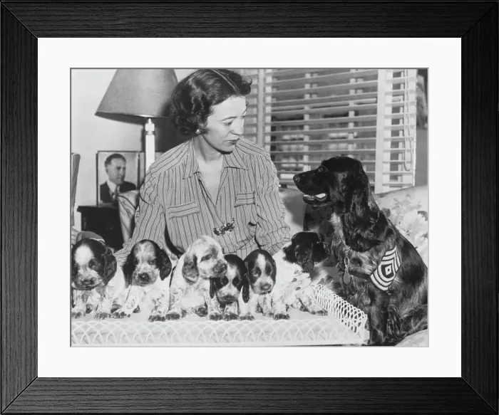 Framed Print : The Dogs Of War Framed Print : The Dogs Of War