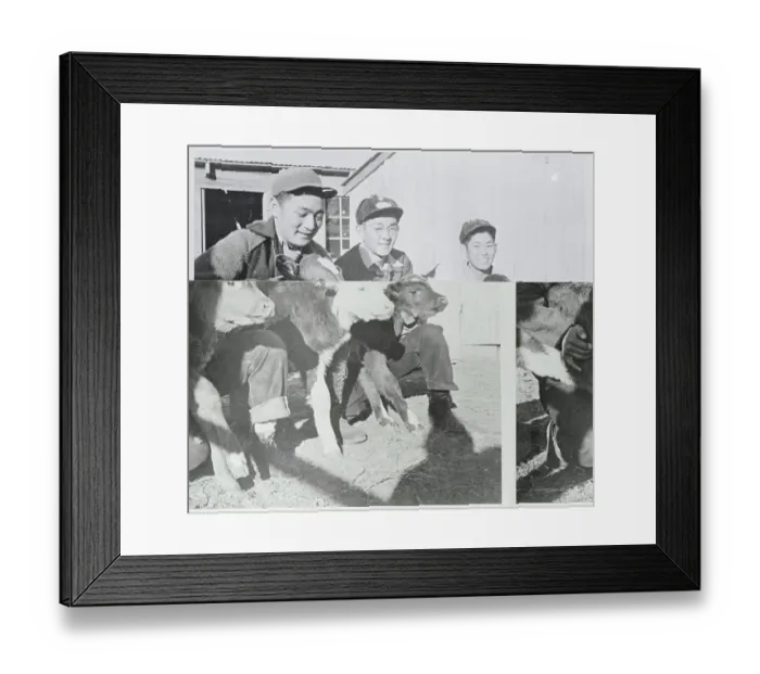 Framed Print : Agricultural Students With Calves Framed Print : Agricultural Students With Calves
