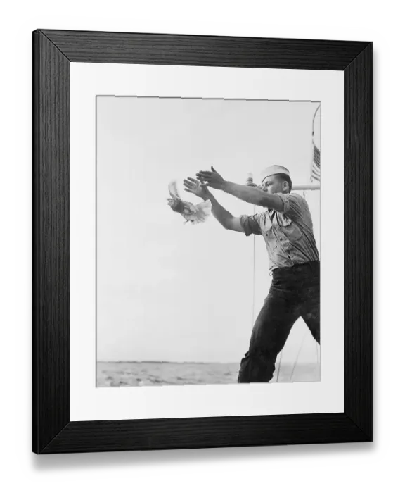 Framed Print : Navy Man Releasing Pigeon into The Air Framed Print : Navy Man Releasing Pigeon into The Air