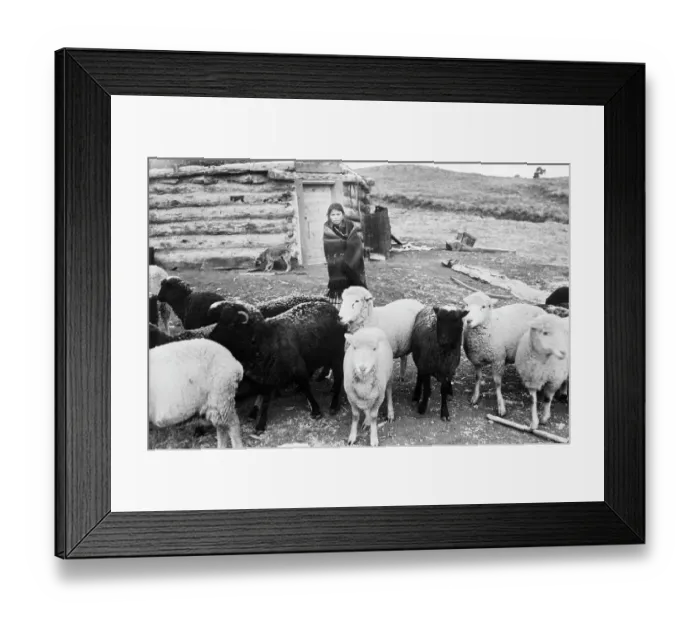 Framed Print : Navajo Woman with Her Sheep Framed Print : Navajo Woman with Her Sheep
