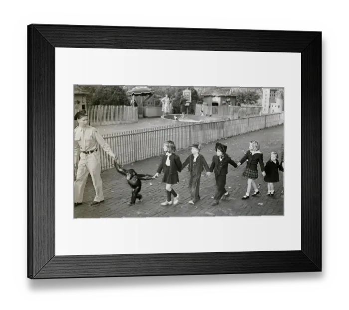 Framed Print : Children Being Led By Zookeeper, Chimp Framed Print : Children Being Led By Zookeeper, Chimp