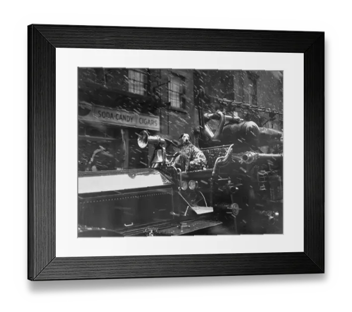 Framed Print : Dog Seated On Fire Engine Truck Framed Print : Dog Seated On Fire Engine Truck