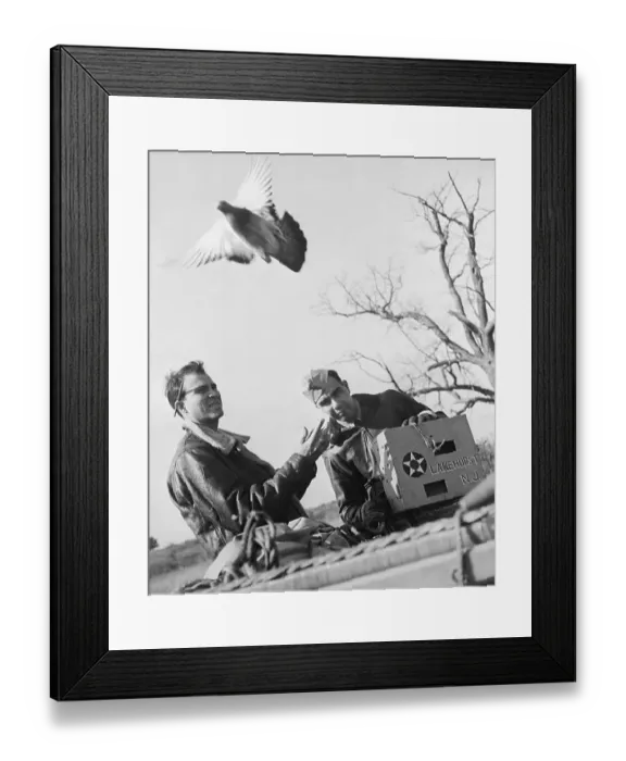 Framed Print : Carrier Pigeon Being Sent to Deliver Message