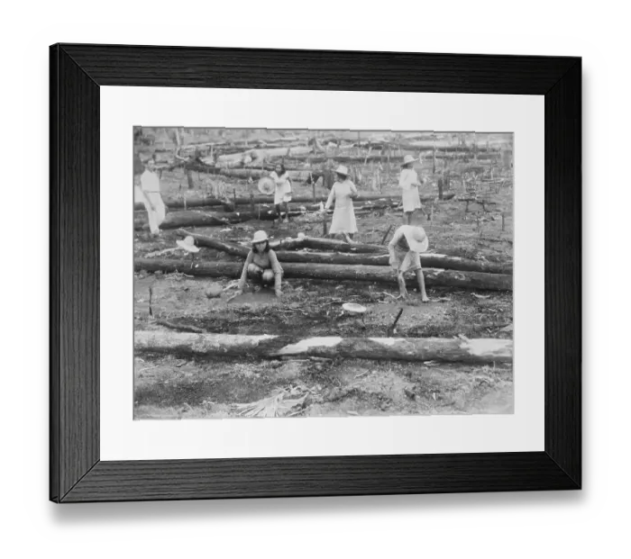 Framed Print : Workmen Planting Rubber Trees Framed Print : Workmen Planting Rubber Trees