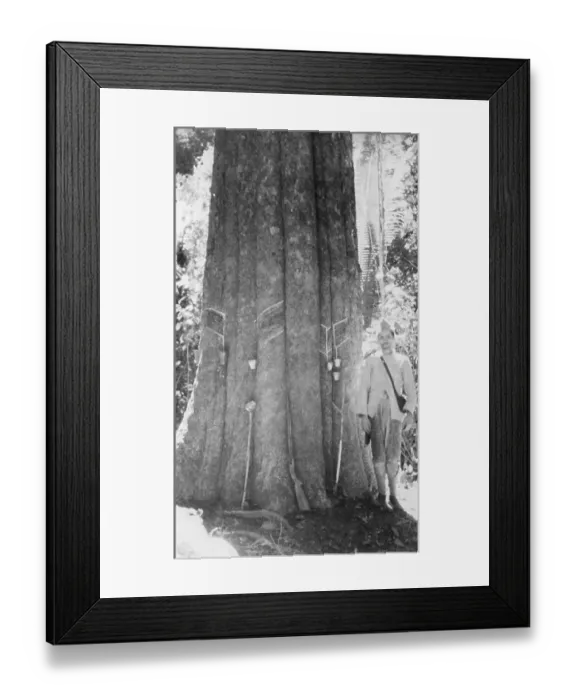Framed Print : Man Standing by Rubber Tree Framed Print : Man Standing by Rubber Tree