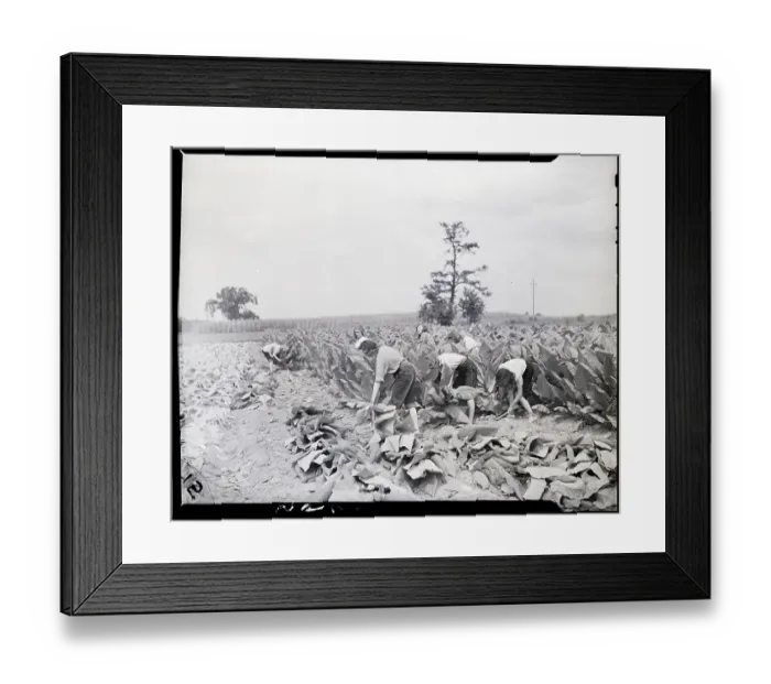 Framed Print : Women Picking Tobacco In Field Framed Print : Women Picking Tobacco In Field